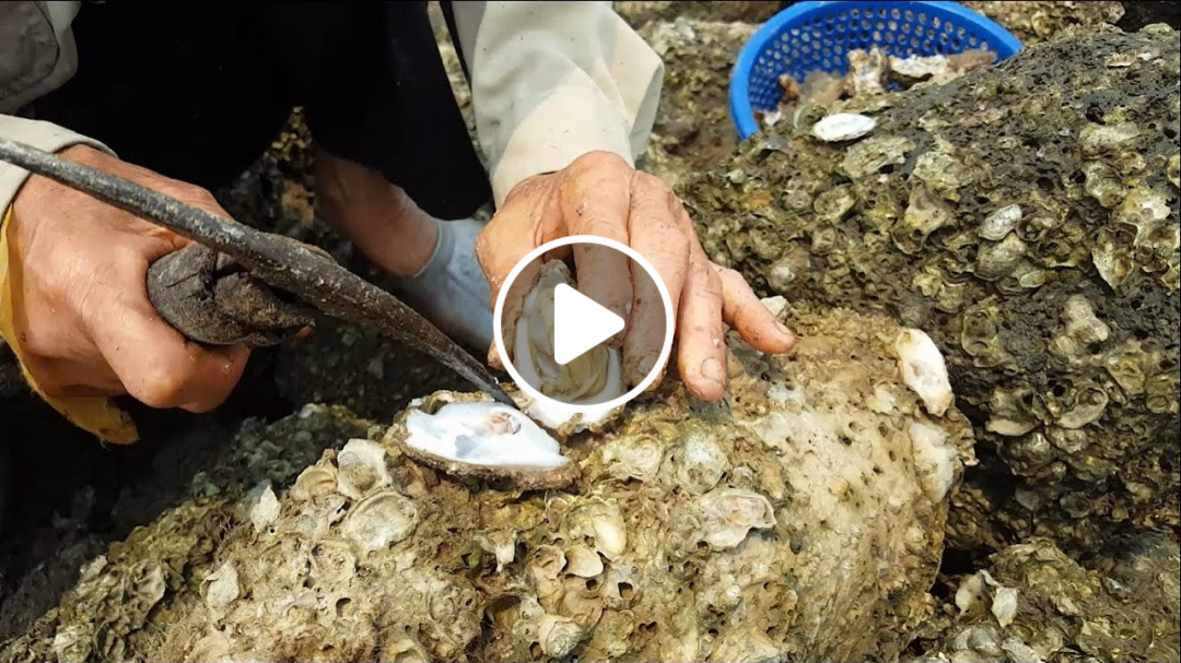 Trải nghiệm lần đầu đi bắt con Hà ăn sống ngay tại bờ biển