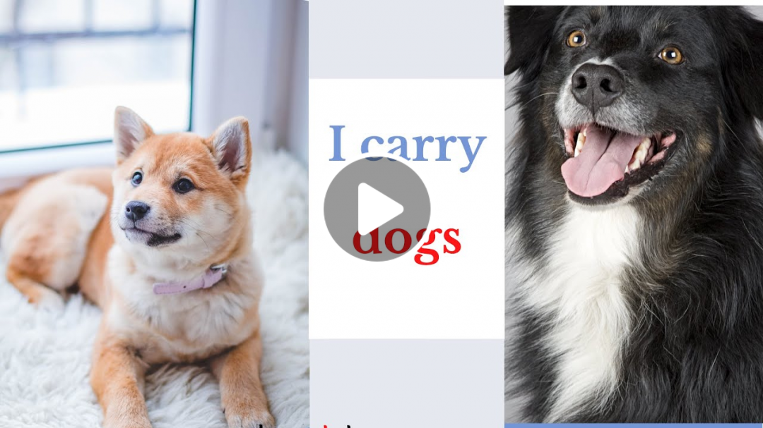 beautiful dogs
