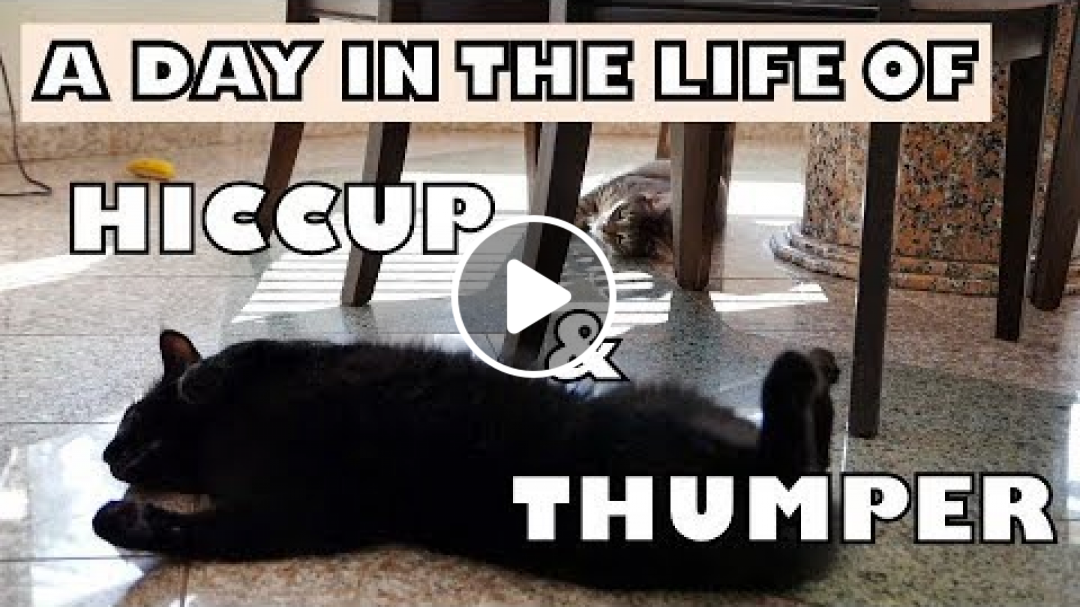 Hiccup and Thumper's Tales about Tails