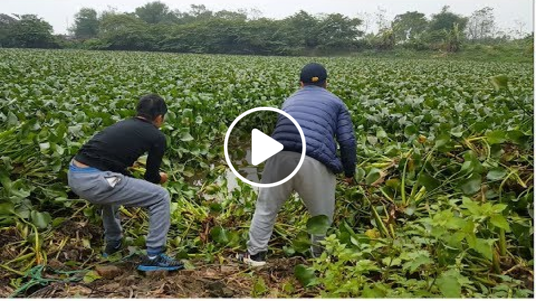 Câu cá giải trí - bắt được mấy em cá chép bự