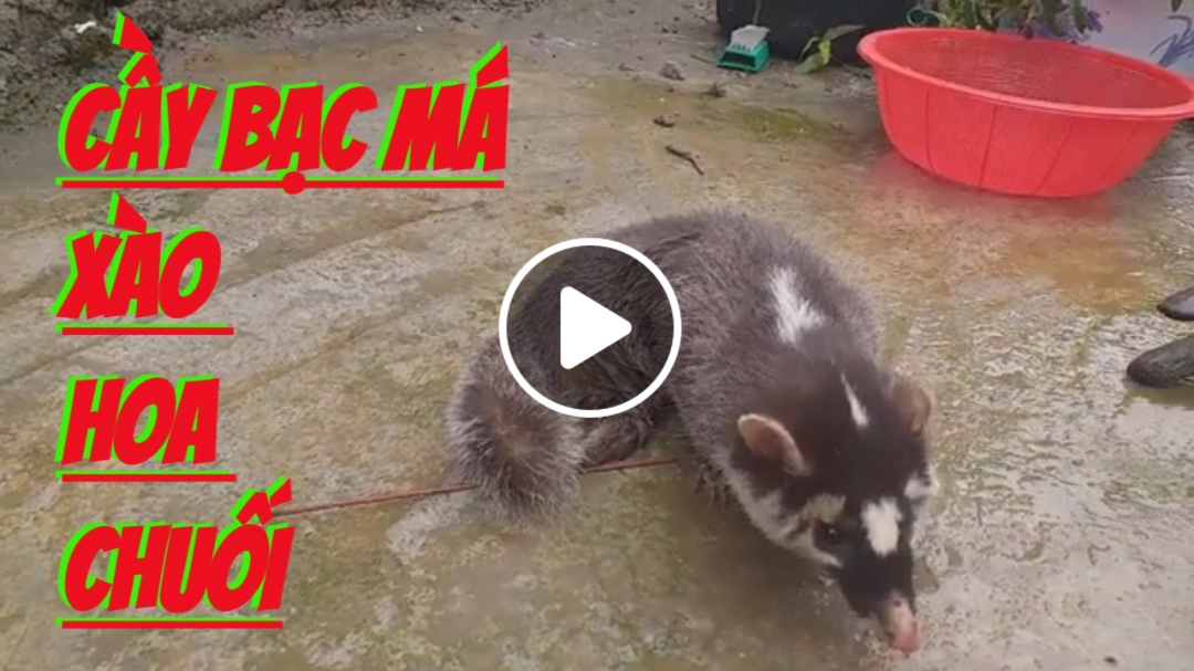 Cầy bạc má xào hoa chuối - Đặc sản vùng cao nguyên đá
