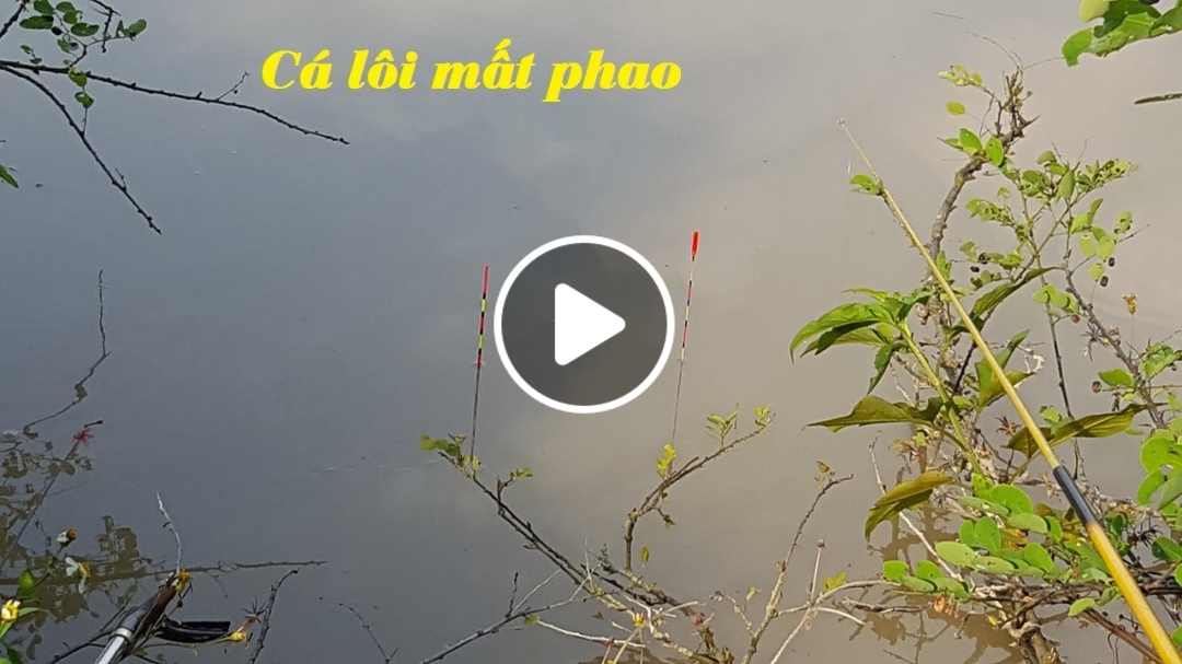 Tận mắt chứng kiến cận cảnh cá lôi mất phao