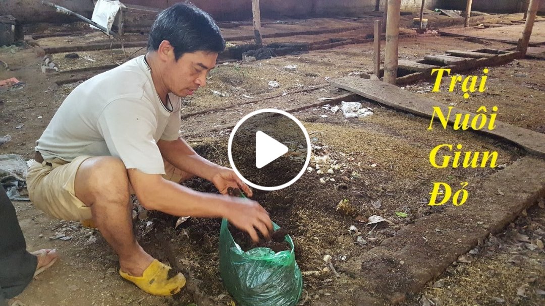 Đi tìm đường đến trại nuôi giun quế cho người mê câu cá đồng
