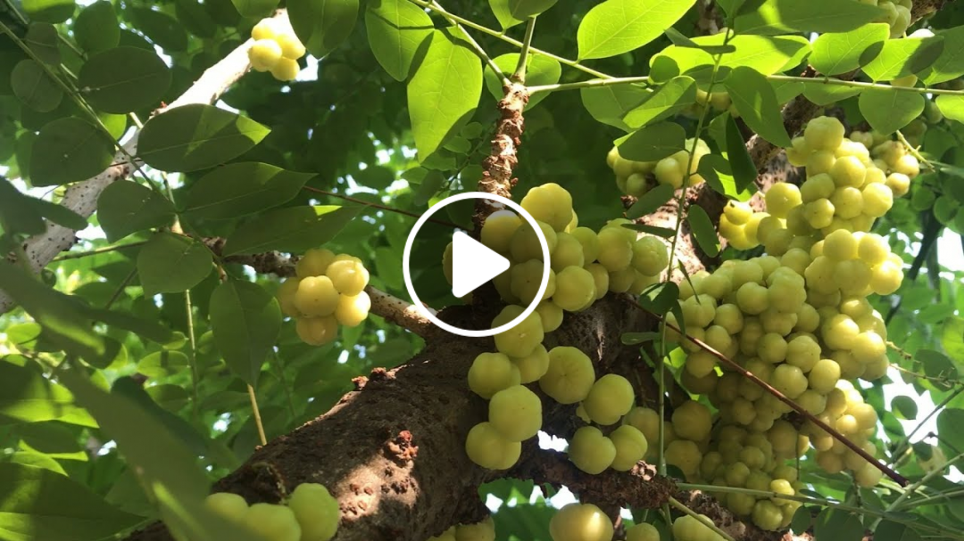 Thách ăn một ký chùm ruột rồi uống nước lã để lấy 100 triệu