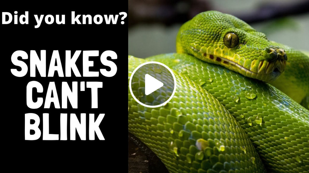 Did you know? These Interesting Animal facts