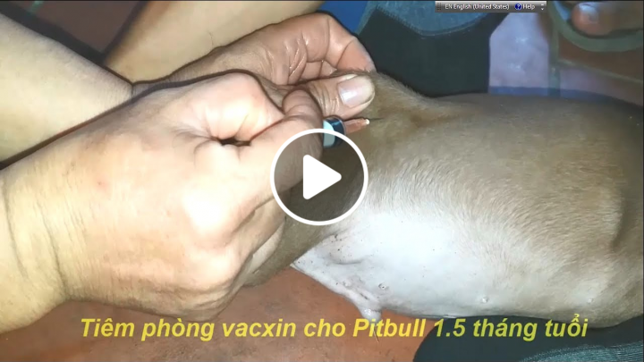 Cận cảnh tiêm phòng vacxin 7 trong 1 cho chó Pitbull
