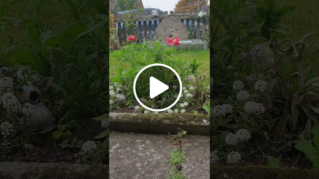 432 hz money body soul dna repair with a video of flowers from the garden enjoy and heal