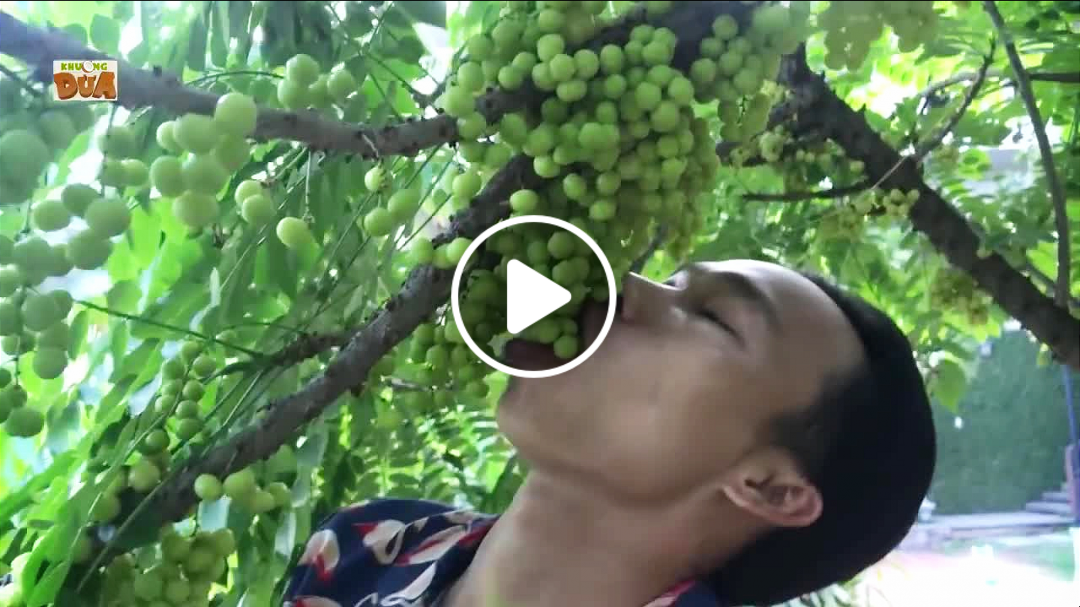 Ai dám ăn hết cành chùm ruột này để thắng cược 3,5 triệu đồng?