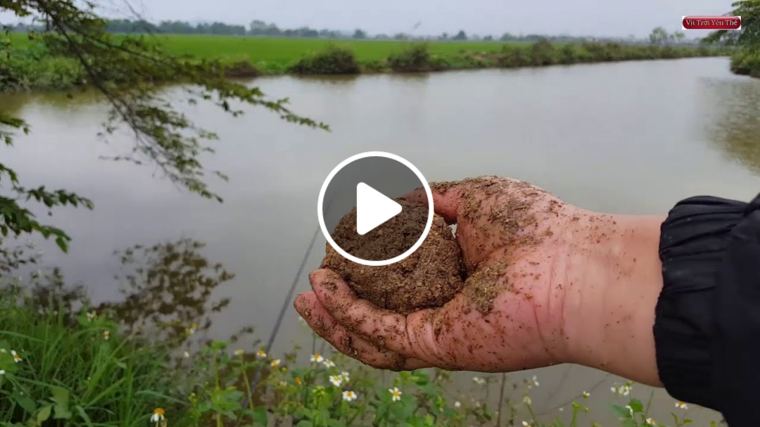 Khám phá điểm câu cá chép đồng tự nhiên lý tưởng